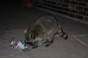 DSC 0004