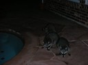 DSCN0989