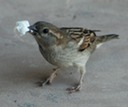 Sparrowwithmarshmallow