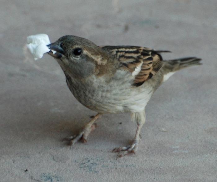 Sparrowwithmarshmallow