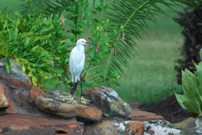 Cattle Egret 1