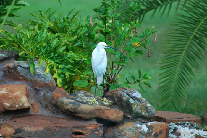 Cattle Egret 2