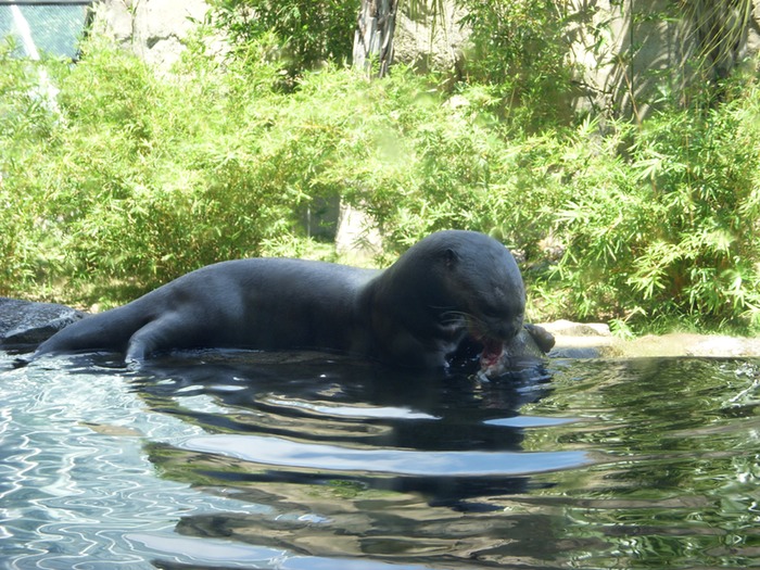 Giant River Otter
