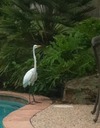 Great Egret 1