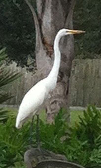 Great Egret 2