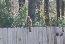 Hawk on Fence 01