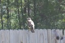 Hawk on Fence 02