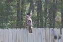 Hawk on Fence 05