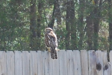 Hawk on Fence 05