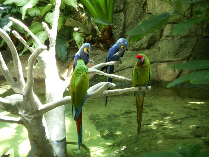 Macaws 1