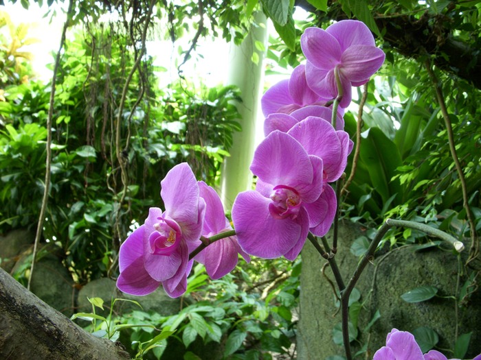 Orchid 2
