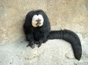 White Faced Saki Monkey 3