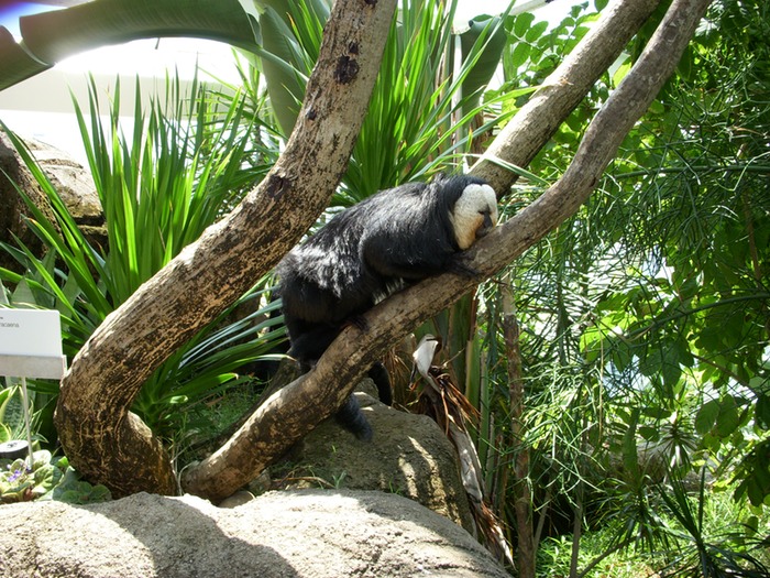 White Faced Saki Monkey 1